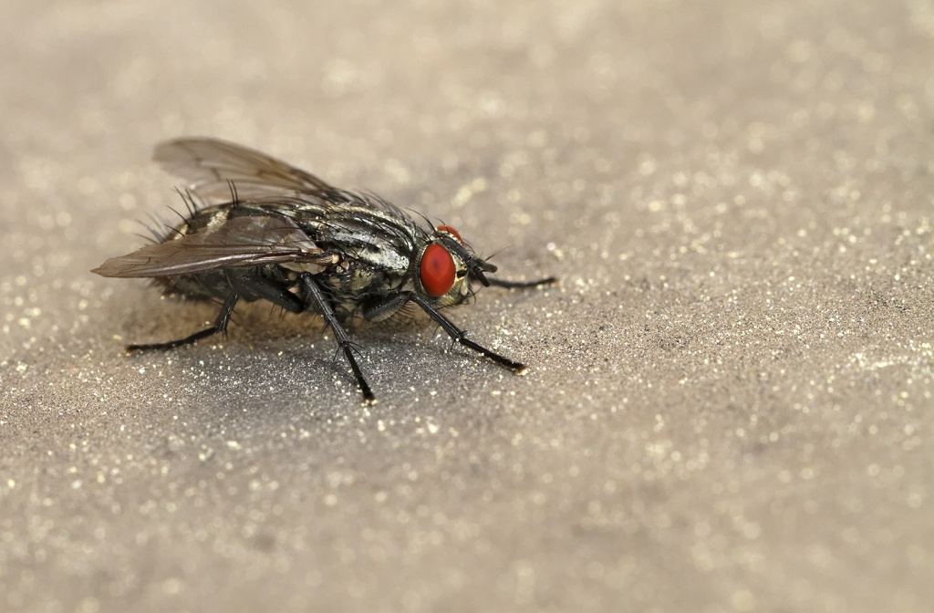 Gallerie-macro-insecte-mouche-damier-a4-290411.jpg
