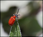 Gallerie-macro-insecte-pyrrhidium-a18-300411.jpg