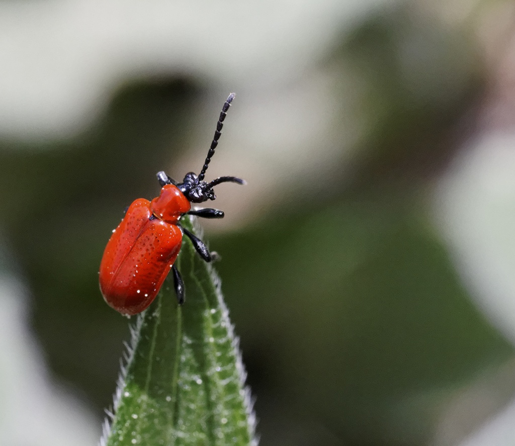Gallerie-macro-insecte-pyrrhidium-a18-300411.jpg