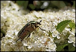 Gallerie-macro-insecte-cetoine-doree-d1-080511.jpg