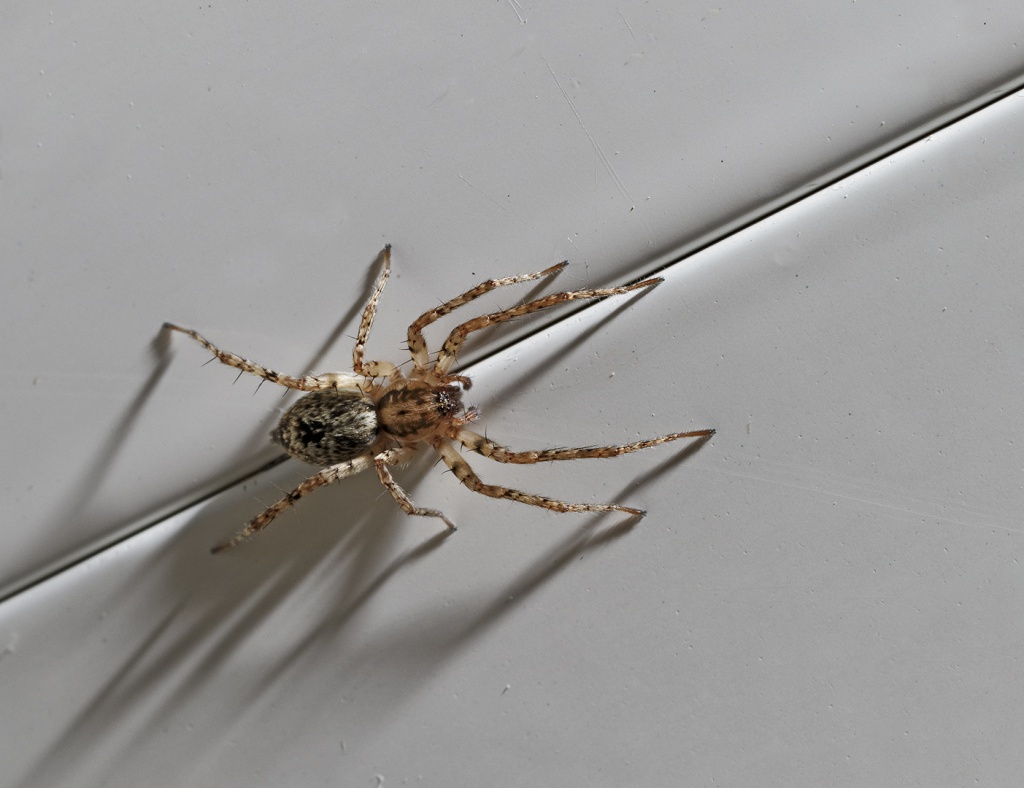 Gallerie-macro-insecte-araignee-a2-300411.jpg