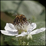 Gallerie-macro-insecte-abeille-mure-a1-200511.jpg