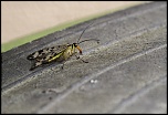 Gallerie-macro-insecte-g6-070511.jpg