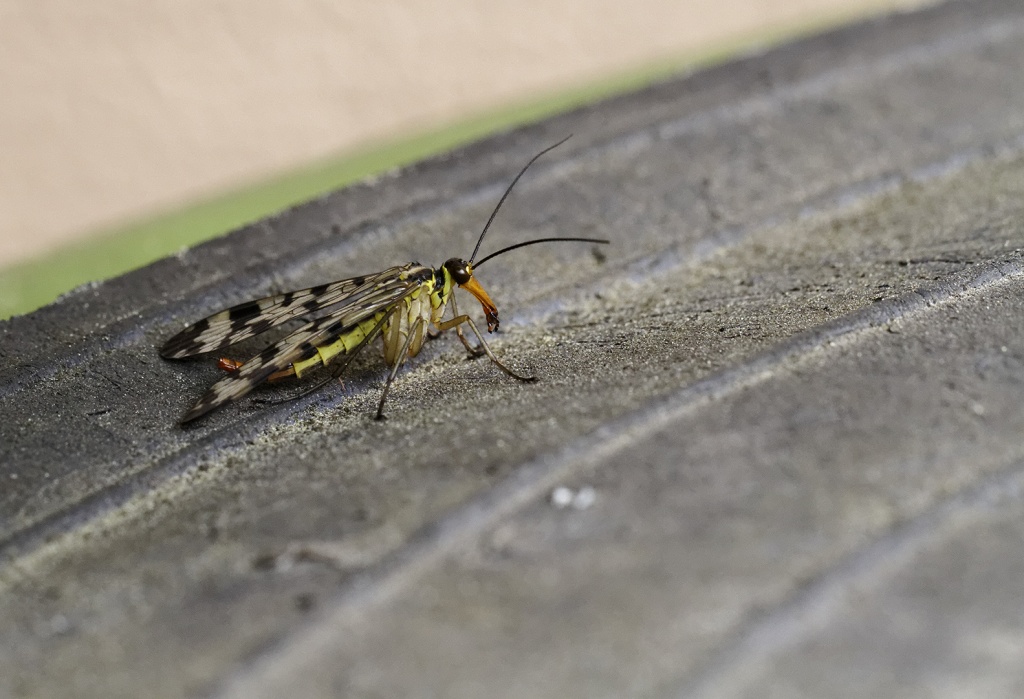 Gallerie-macro-insecte-g6-070511.jpg