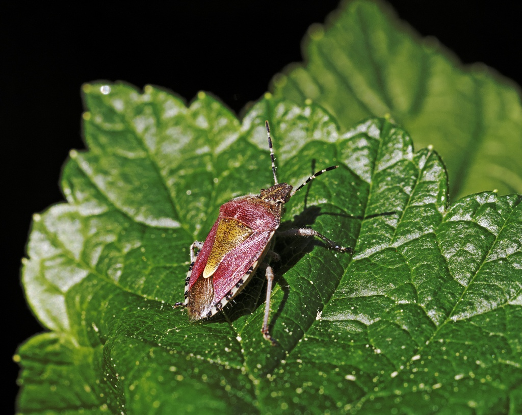 Gallerie-macro-insecte-punaise-b05-050511.jpg