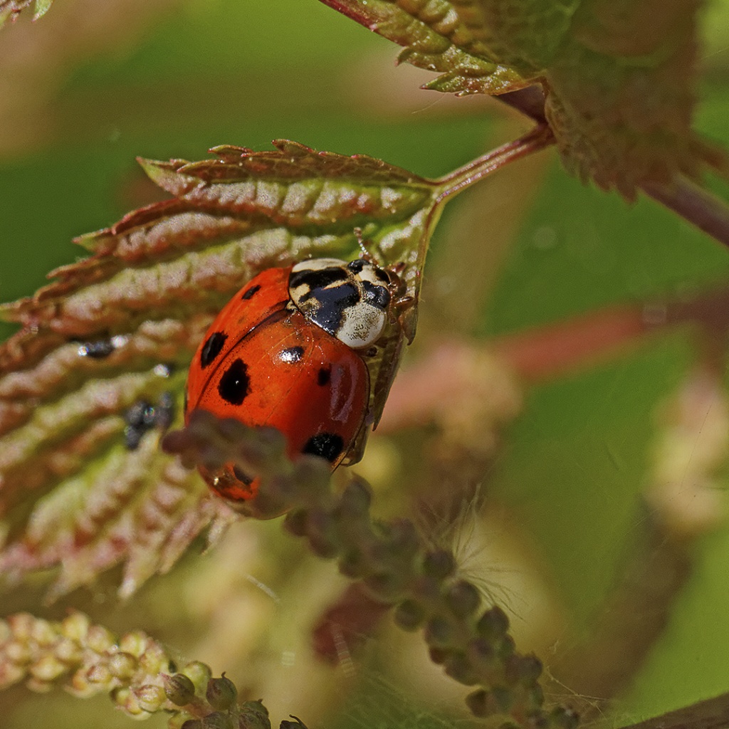 Gallerie-macro-insecte-coccinelle-a1-230511.jpg