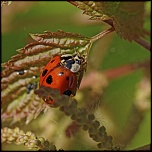 Gallerie-macro-insecte-coccinelle-a1-230511.jpg