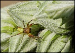Gallerie-macro-insecte-araignee-a1-200511.jpg