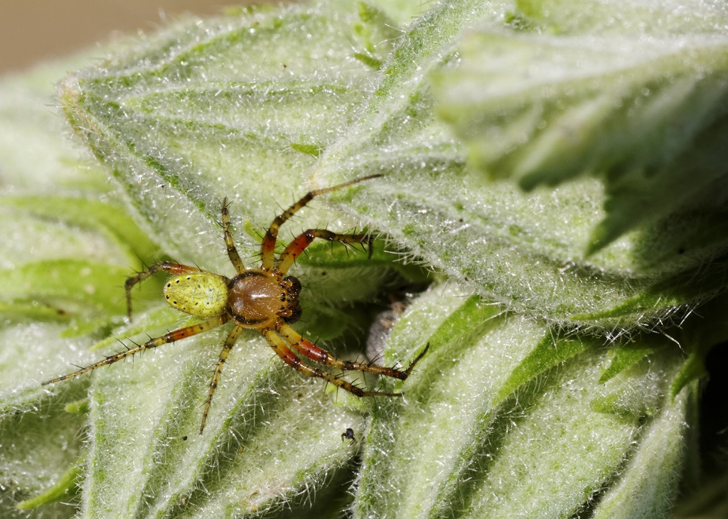 Gallerie-macro-insecte-araignee-a1-200511.jpg