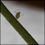 Gallerie-macro-insecte-puceron-a6-290411.jpg