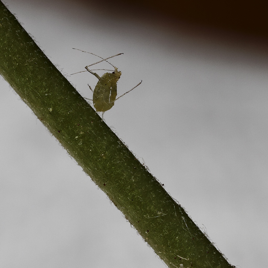 Gallerie-macro-insecte-puceron-a6-290411.jpg