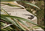 Gallerie-macro-insecte-lezard-f7-110511.jpg