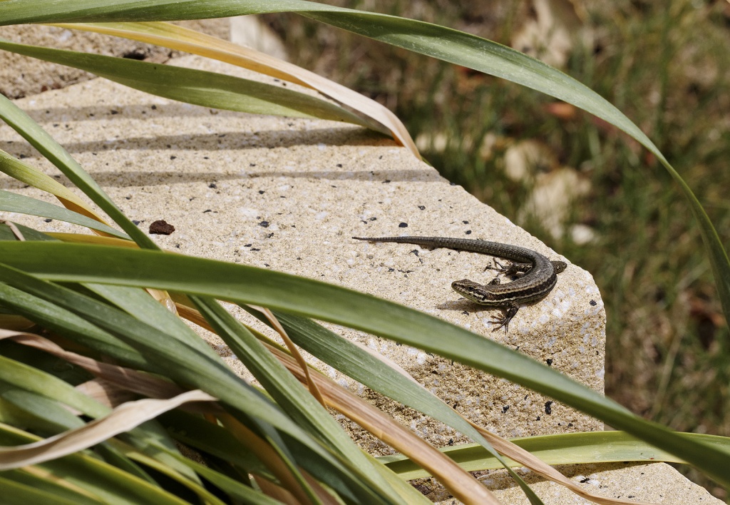 Gallerie-macro-insecte-lezard-f7-110511.jpg