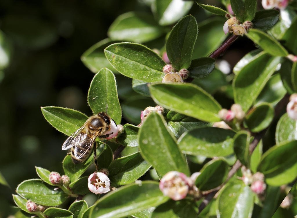 Gallerie-macro-abeille-16avril11.jpg