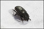 Gallerie-macro-insect-dorcus-parallelipipedus-d1-070511.jpg