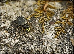 Gallerie-macro-insecte-araignee-f4-110511.jpg