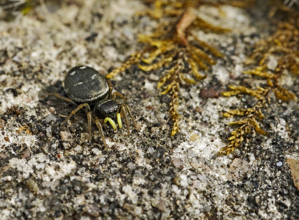 Gallerie-macro-insecte-araignee-f4-110511.jpg