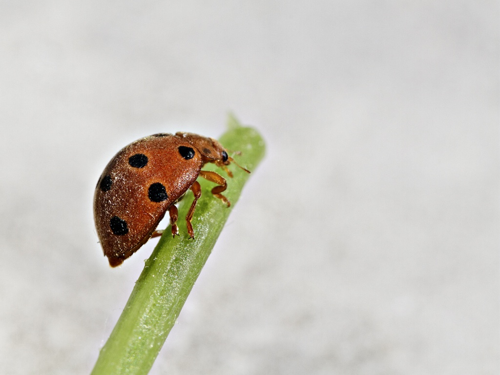 Gallerie-macro-insecte-coccinelle-g2-070511.jpg
