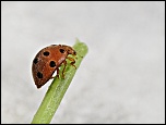 Gallerie-macro-insecte-coccinelle-g2-070511.jpg