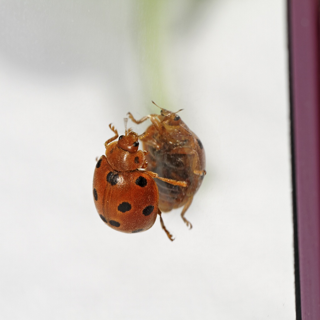 Gallerie-macro-insecte-coccinelle-g6-070511.jpg
