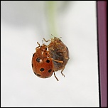Gallerie-macro-insecte-coccinelle-g6-070511.jpg