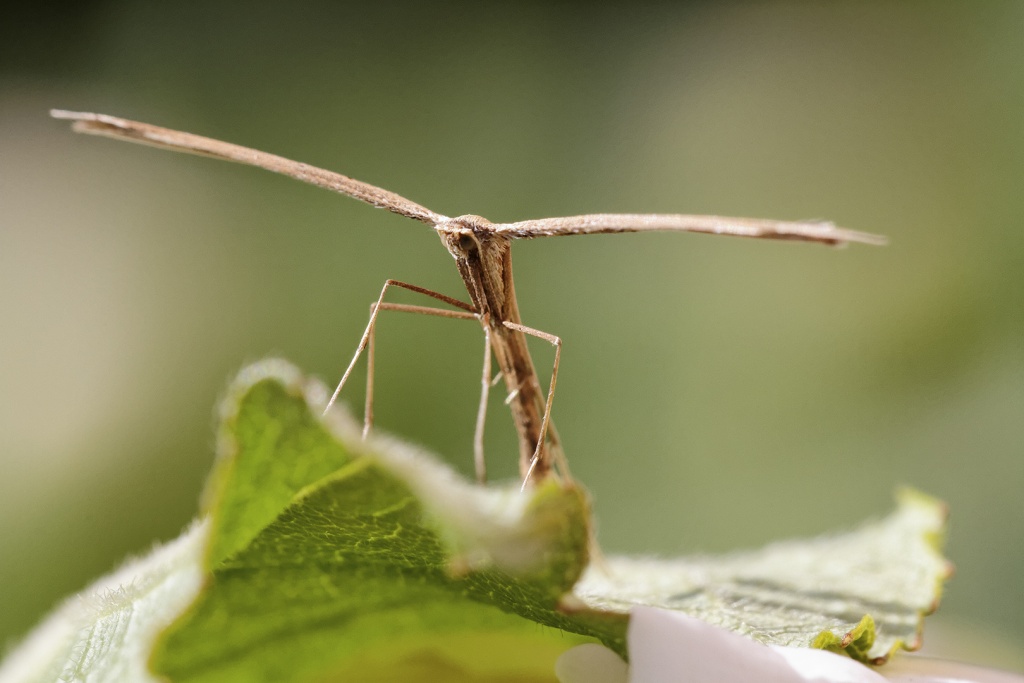 Gallerie-macro-insecte-lepidoptere-pterophoridae-h6-130511.jpg