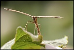 Gallerie-macro-insecte-lepidoptere-pterophoridae-h6-130511.jpg