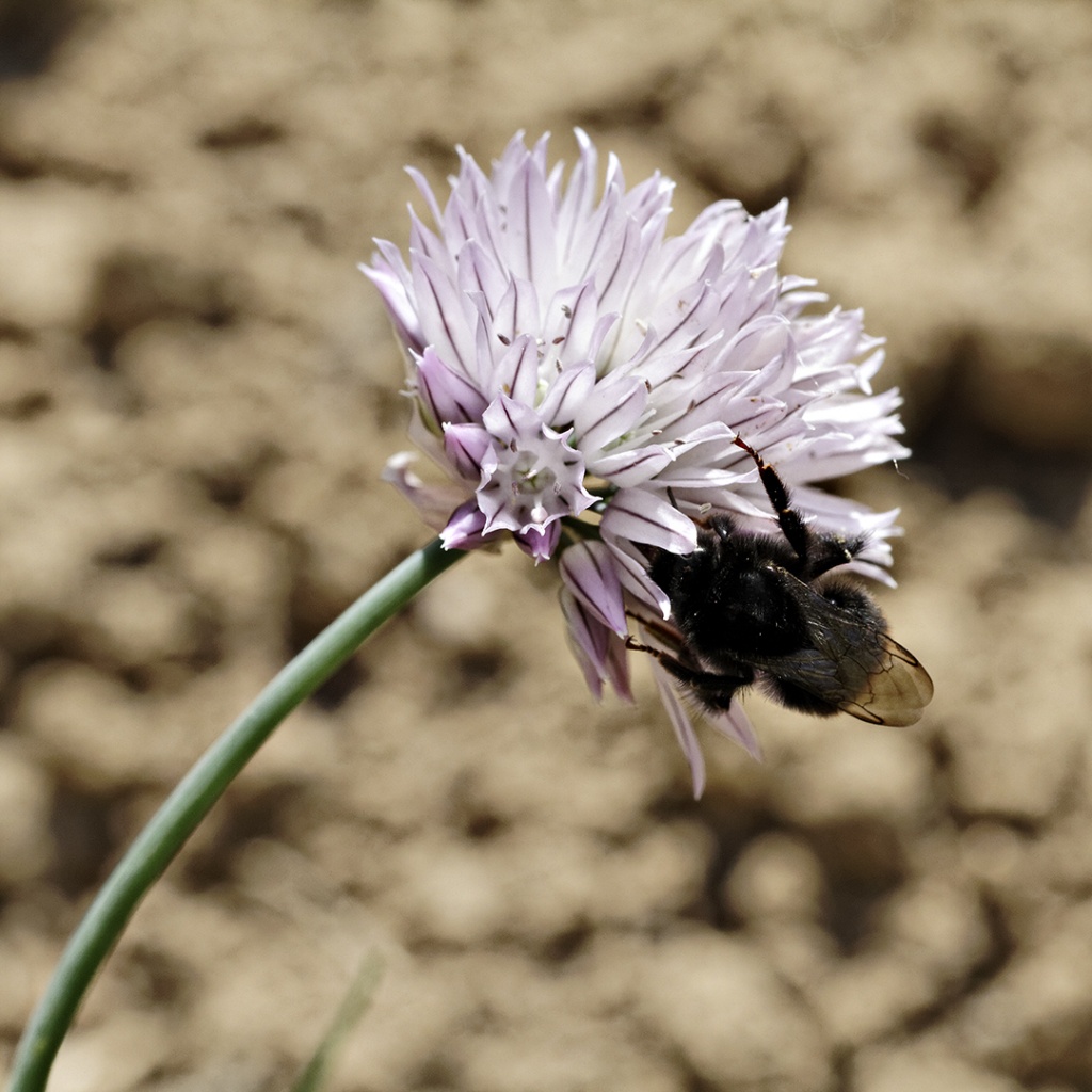 Gallerie-macro-bourdon-ciboulette-h1-130511.jpg