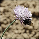 Gallerie-macro-bourdon-ciboulette-h1-130511.jpg