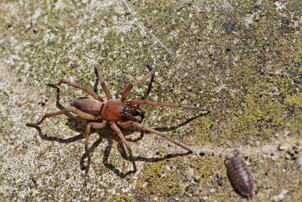 Gallerie-macro-insecte-araignee-a1-300411.jpg
