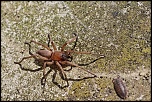 Gallerie-macro-insecte-araignee-a1-300411.jpg