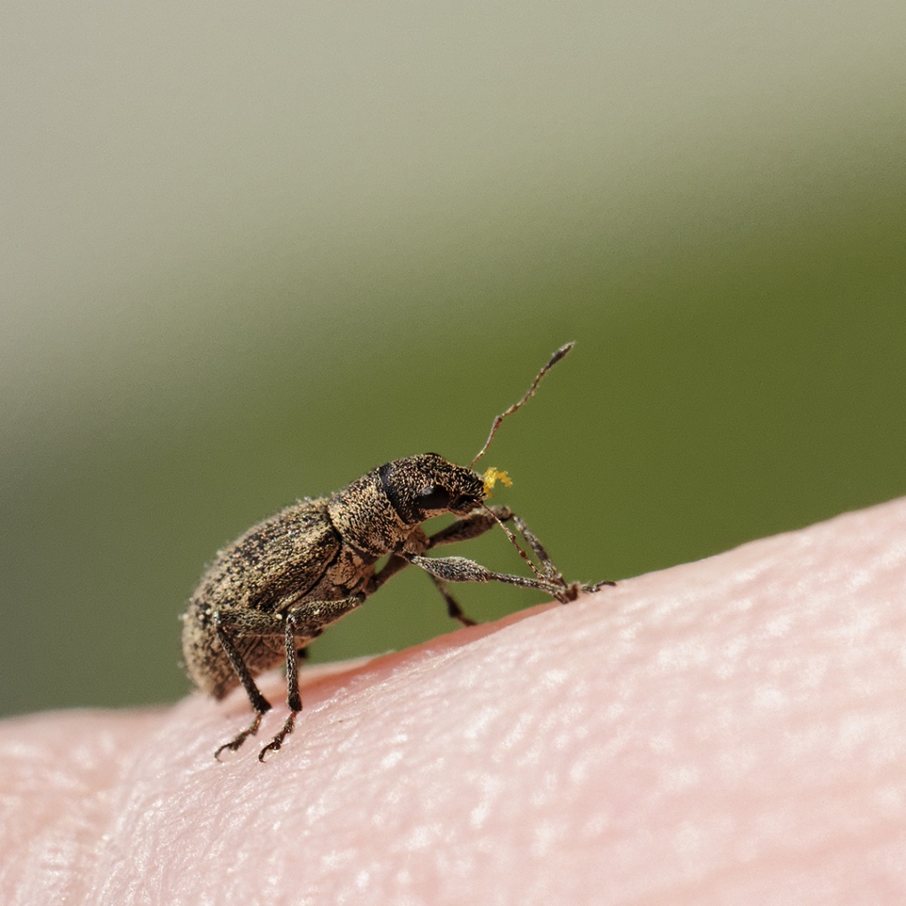 Gallerie-macro-insecte-charancon-phyllobius-pyri-c01-060511.jpg