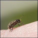 Gallerie-macro-insecte-charancon-phyllobius-pyri-c01-060511.jpg