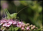 Gallerie-macro-insecte-sauterelle-a3-200511.jpg