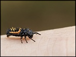 Gallerie-macro-insecte-nymphe-de-coccinelle-g3-070511.jpg