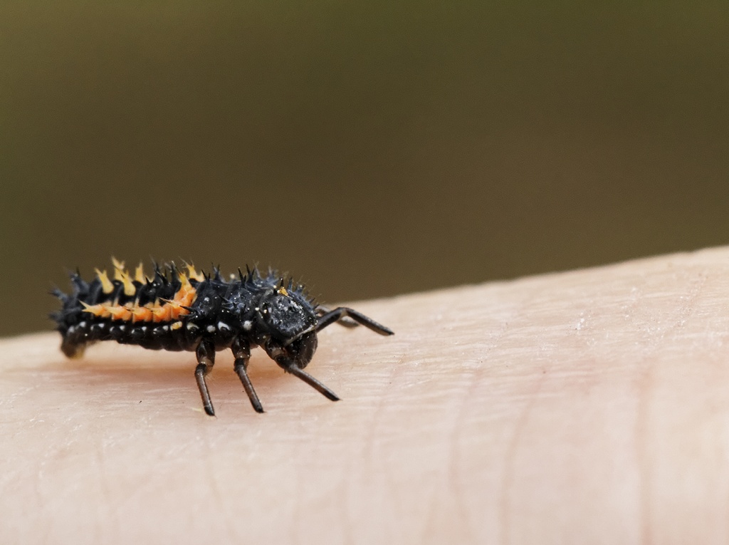 Gallerie-macro-insecte-nymphe-de-coccinelle-g3-070511.jpg