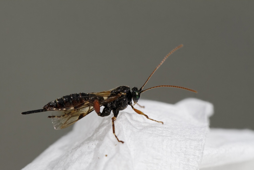 Gallerie-macro-insecte-a1-190511.jpg