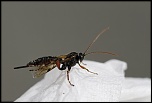 Gallerie-macro-insecte-a1-190511.jpg