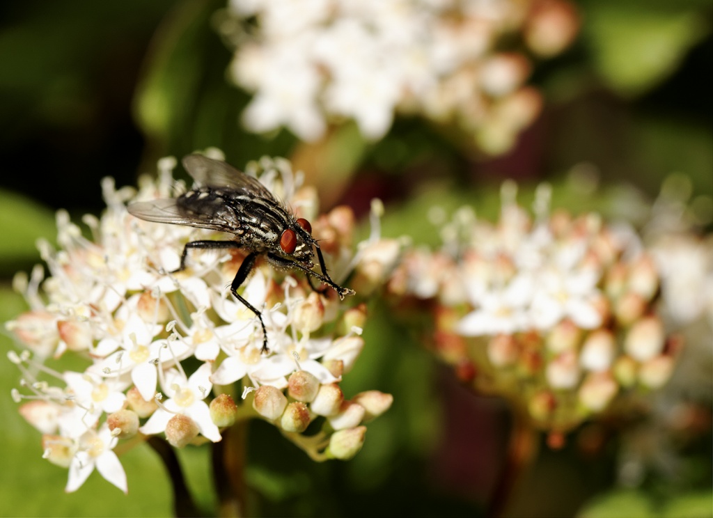 Gallerie-macro-fleur-insecte-4-avr11.jpg