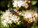 Gallerie-macro-fleur-insecte-4-avr11.jpg