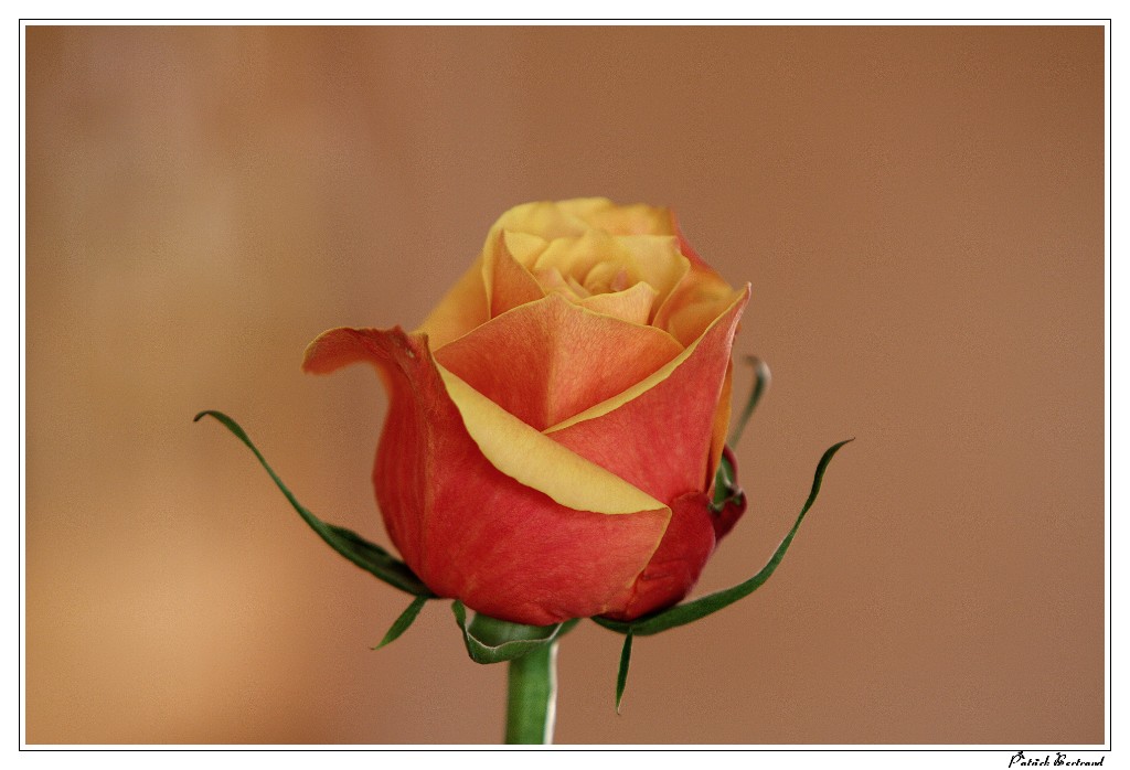 CAPTURE ONE PRO-1268.jpg