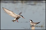 -25052011-cv6q9784.jpg