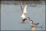 -25052011-cv6q9786.jpg