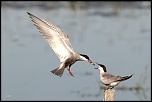 -25052011-cv6q9785.jpg