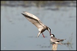 -25052011-cv6q9788.jpg
