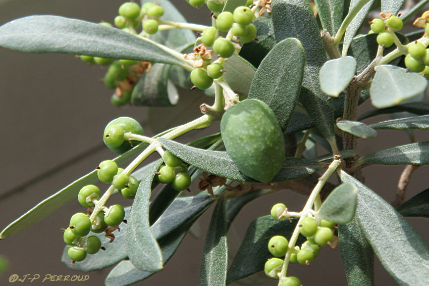 Jeunes olives sur mon bonsa