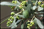 Jeunes olives sur mon bonsa