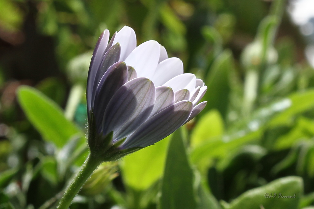70-300 Sigma APO-fleurs-0097.jpg