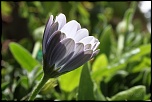 70-300 Sigma APO-fleurs-0097.jpg