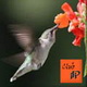 Avatar de 1colibri